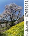 Gourd cherry tree 87654081