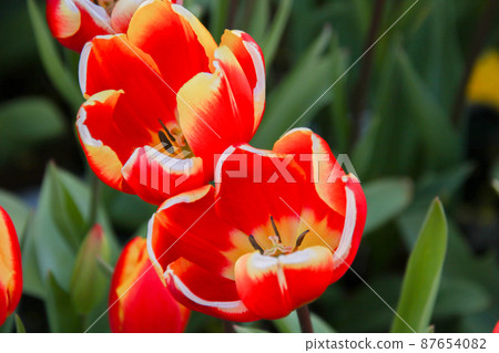 Flowering tulip Flowering tulip 87654082