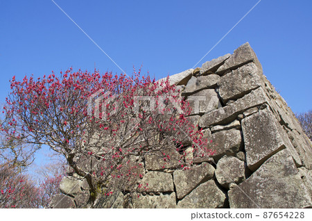 Fukuoka Castle with plum blossoms [Fukuoka Prefecture] 87654228