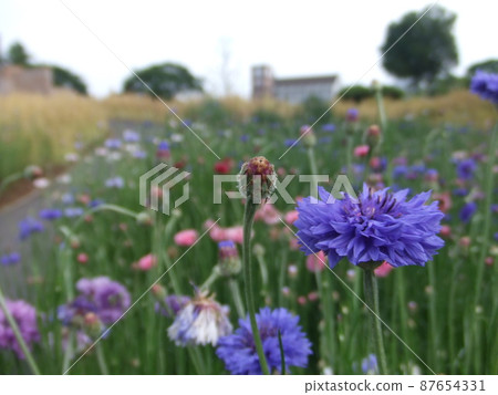 群馬縣的花田 87654331