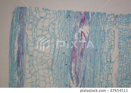 南瓜莖顯微圖像縱切面 南瓜莖顯微圖像縱切面 87654511