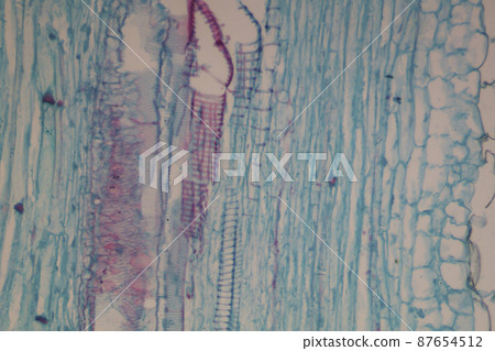 Longitudinal section of pumpkin stem microscopic image 87654512