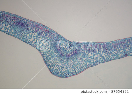 Cross section of privet leaf microscopic image Cross section of privet leaf microscopic image 87654531