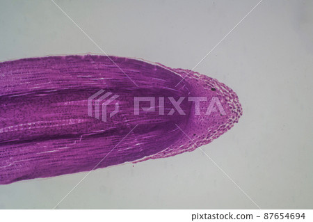 植物根尖(縱切面)顯微圖像 植物根尖(縱切面)顯微圖像 87654694