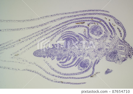 Plant apical bud (longitudinal section) microscopic image 87654710