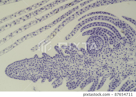 Plant apical bud (longitudinal section) microscopic image 87654711