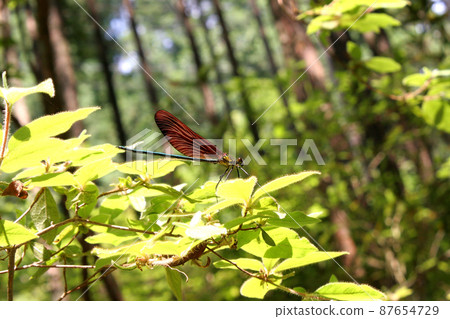 Male damselfly 87654729