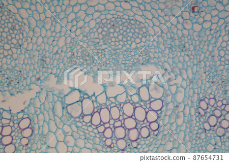 Cross section of dicotyledonous stem microscopic image 87654731