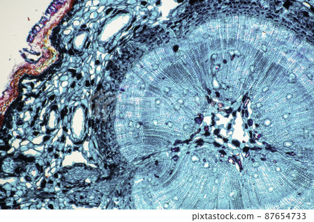 雙子葉植物莖(木本)的橫截面顯微圖像 雙子葉植物莖(木本)的橫截面顯微圖像 87654733