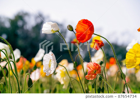 Multicolored Poppies 87654734
