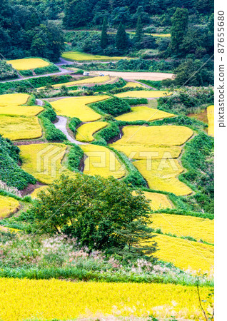 Hoshitoge Rice Terraces, Tokamachi City, Niigata Prefecture-Autumn, close to harvesting rice- 87655680