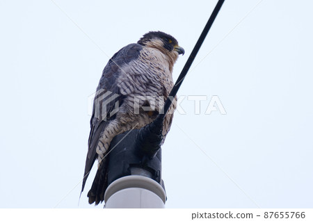 手賀沼湖野鳥冬隼 手賀沼湖野鳥冬隼 87655766