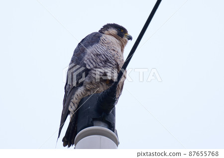 手賀沼湖野鳥冬隼 手賀沼湖野鳥冬隼 87655768
