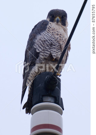 Lake Teganuma Wild Bird Winter Falcon 87655795