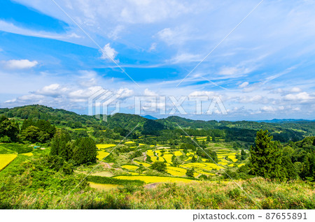 新潟縣十日町市星峠梯田-秋天，即將收割稻米- 87655891