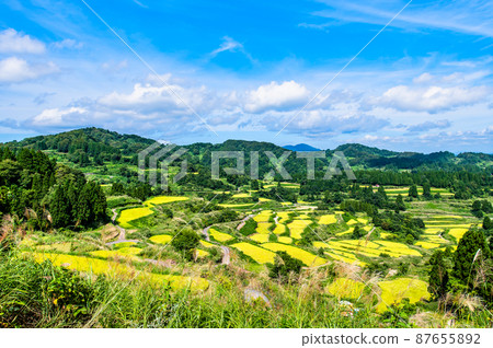 新潟縣十日町市星峠梯田-秋天，即將收割稻米- 87655892