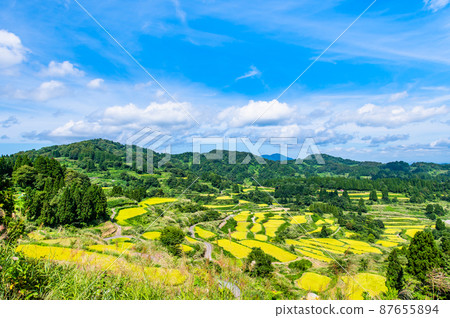 新潟縣十日町市星峠梯田-秋天，即將收割稻米- 87655894