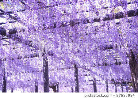 Wisteria flower wisteria shelf noon 87655954