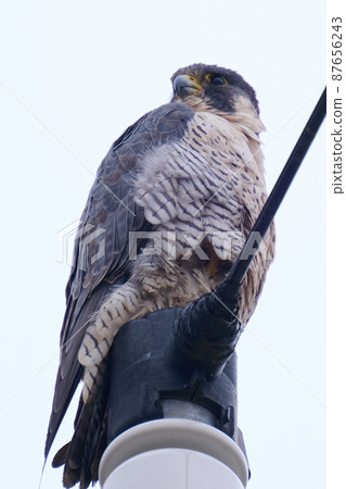 Lake Teganuma Wild Bird Winter Falcon 87656243