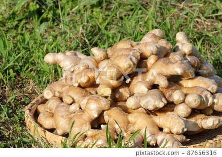 Ginger ginger root ginger ginger field spice root vegetables condiments ginger ale Ginger ginger root ginger ginger field spice root vegetables condiments ginger ale 87656316