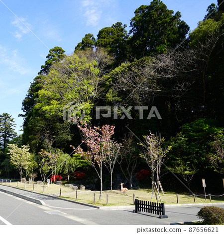 霧島神宮神社鹿兒島縣 霧島神宮神社鹿兒島縣 87656621