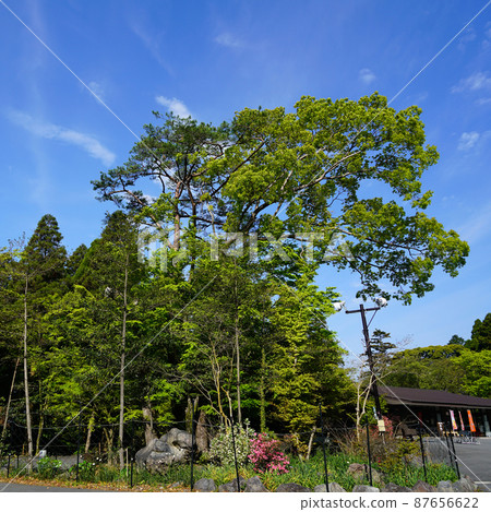 霧島神宮神社鹿兒島縣 霧島神宮神社鹿兒島縣 87656622