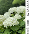 hydrangea   87656868