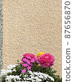 Ranunculus 87656870