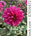 Dahlia 87656872
