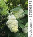 hydrangea   87656873