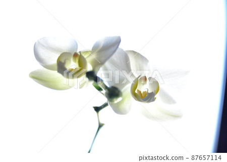 Phalaenopsis orchid Phalaenopsis orchid 87657114