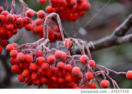 Rowan berries Rowan berries 87657358