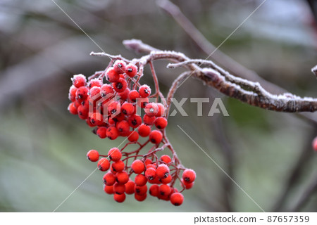 Rowan berries Rowan berries 87657359