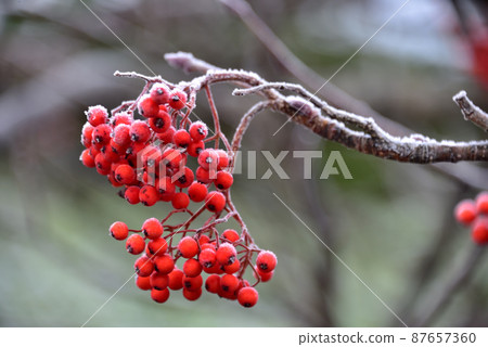 Rowan berries Rowan berries 87657360