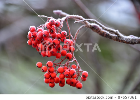 Rowan berries Rowan berries 87657361
