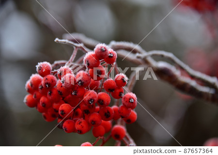 Rowan berries Rowan berries 87657364
