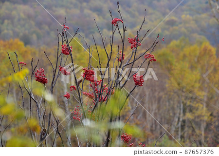 Rowan berries Rowan berries 87657376