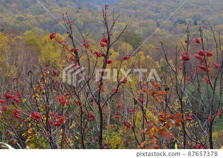 Rowan berries Rowan berries 87657378