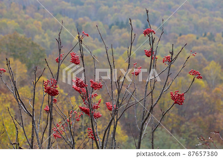 Rowan berries Rowan berries 87657380