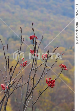 Rowan berries Rowan berries 87657381