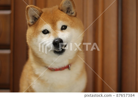 Shiba Inu 帶著害羞的表情看著相機 Shiba Inu 帶著害羞的表情看著相機 87657384