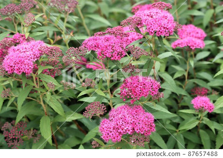 許多小的五瓣花聚集和下野的花 87657488