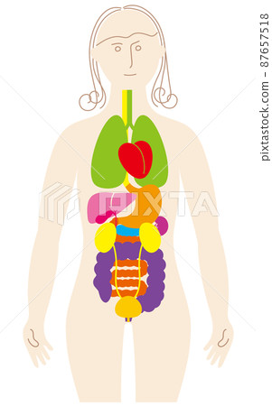 女性身體和器官的彩色和有趣的插圖,前面的泌尿系統 女性身體和器官的彩色和有趣的插圖,前面的泌尿系統 87657518