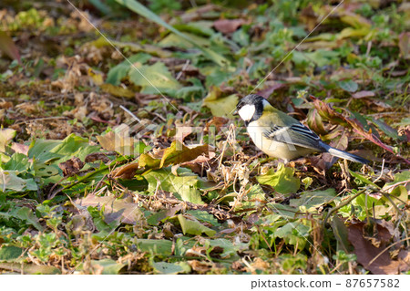 手賀沼湖野鳥冬季大山雀 87657582