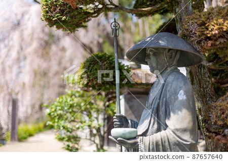 [日本]青梅市寺廟旁的僧人銅像和盛開的垂枝櫻花背景 87657640