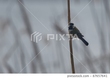 手賀沼湖野鳥冬季大山雀 手賀沼湖野鳥冬季大山雀 87657641