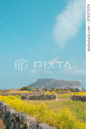 Seongsan Ilchulbong Tuff Cone and yellow rape flower field in Jeju island, Korea Seongsan Ilchulbong Tuff Cone and yellow rape flower field in Jeju island, Korea 87657874