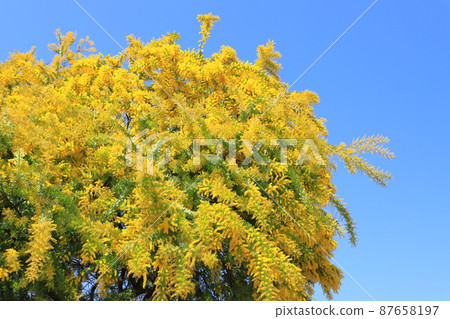 盛開的含羞草金合歡花 盛開的含羞草金合歡花 87658197