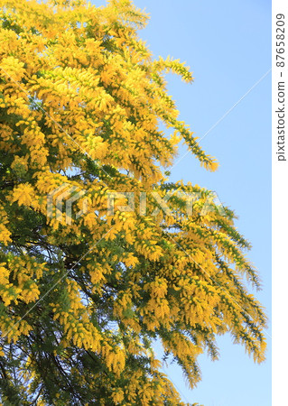 Mimosa acacia flowers in full bloom Mimosa acacia flowers in full bloom 87658209