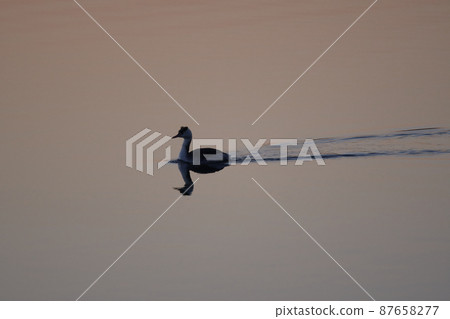 Lake Teganuma Wild Bird Winter Great Crested Grebe Lake Teganuma Wild Bird Winter Great Crested Grebe 87658277